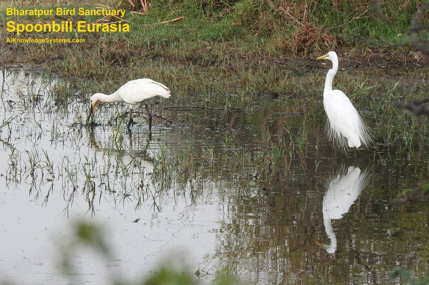 Spoonbill Eurasian (7) Coming Soon